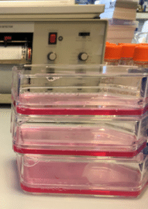 Detection of Colorectal Cancer