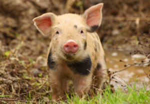 Piglet Called Richard Ham